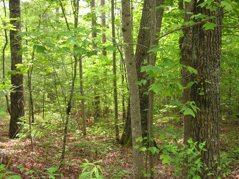 1st image of 229 Tall Pine Cir