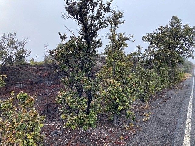 2nd image of Trade Wind Blvd Lot 28