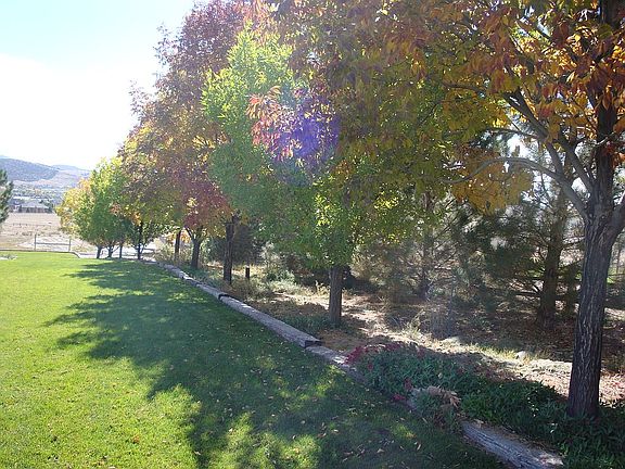 200+ trees on drip system