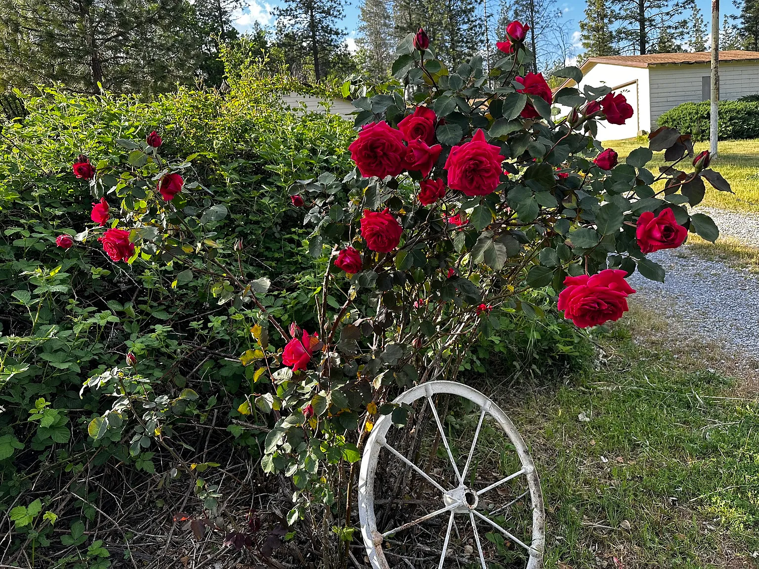 Coyote Pass Rd, Lakehead — Photo 1