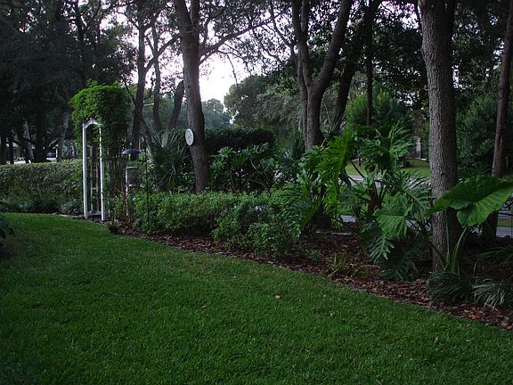 Private backyard foliage