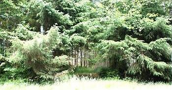 4th image of 104 Duck Lake Dr NE