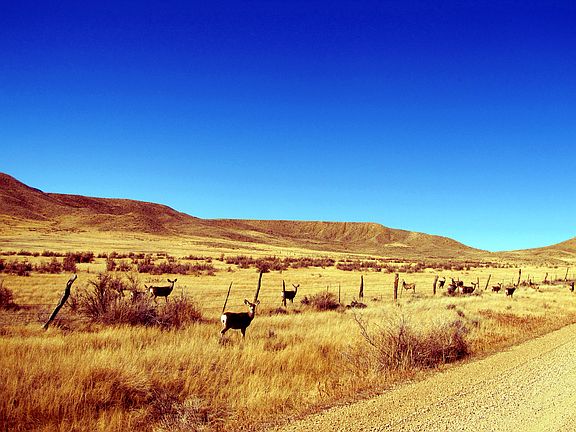 Deer along Greub Rd