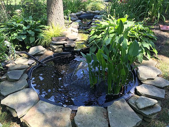 Back yard pond