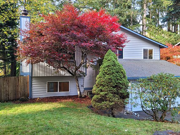 Gorgeous maple tree in front yard