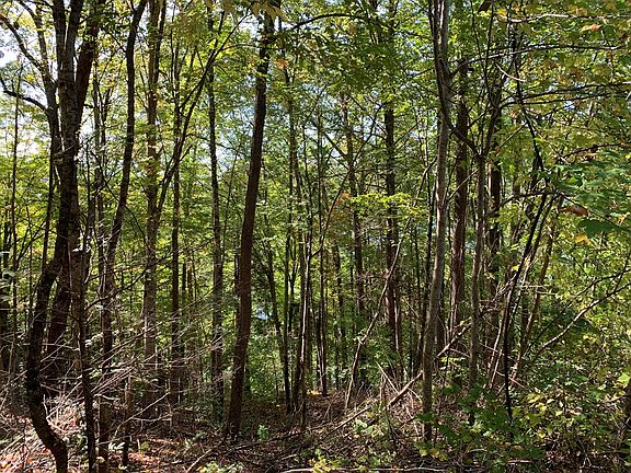 2nd image of Rhododendron Dr