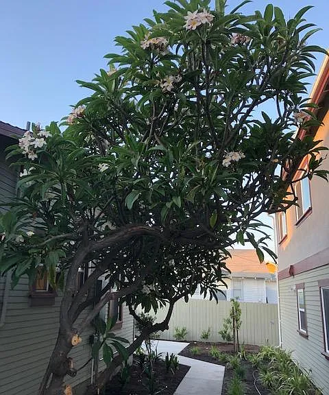 N Madrona Ave — Photo 10