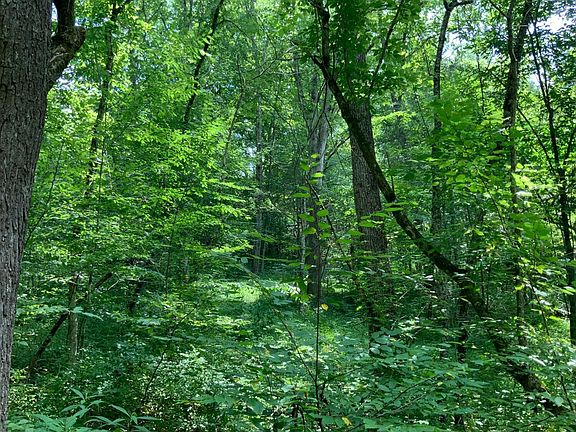 5th image of 91 Flag Fork Rd