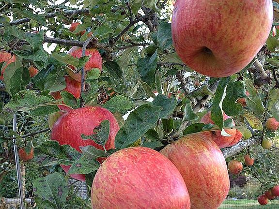 Honeycrisps in October