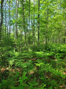 Cth W #Y, Peshtigo, WI, 54157