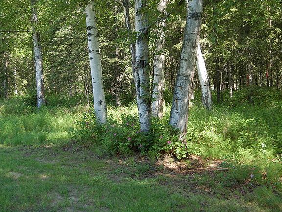 Back forest