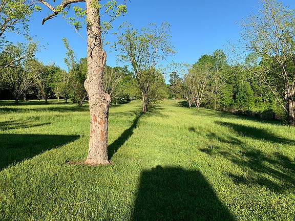 Pecan orchard