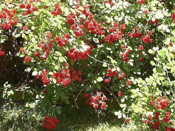 May Rose Blossoms