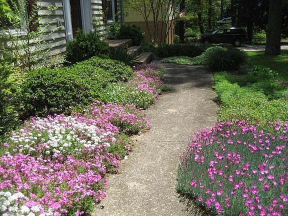 Perennial Flowers