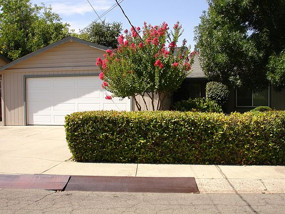privacy hedge for front yard & house