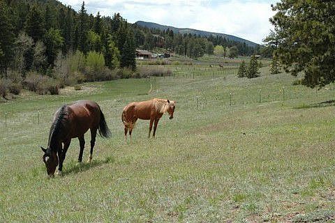 Lush Grazing