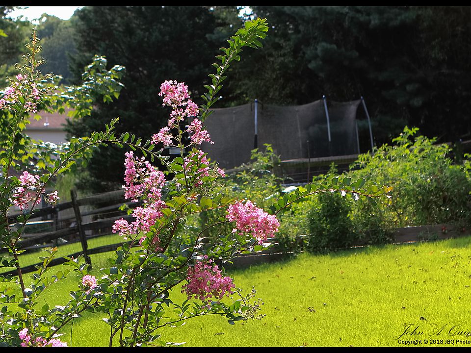 Backyard with raised garden.