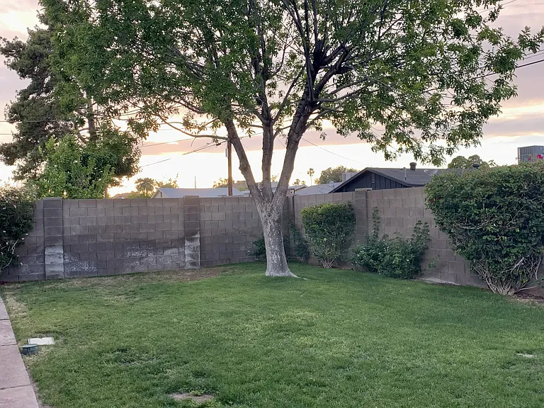 Backyard