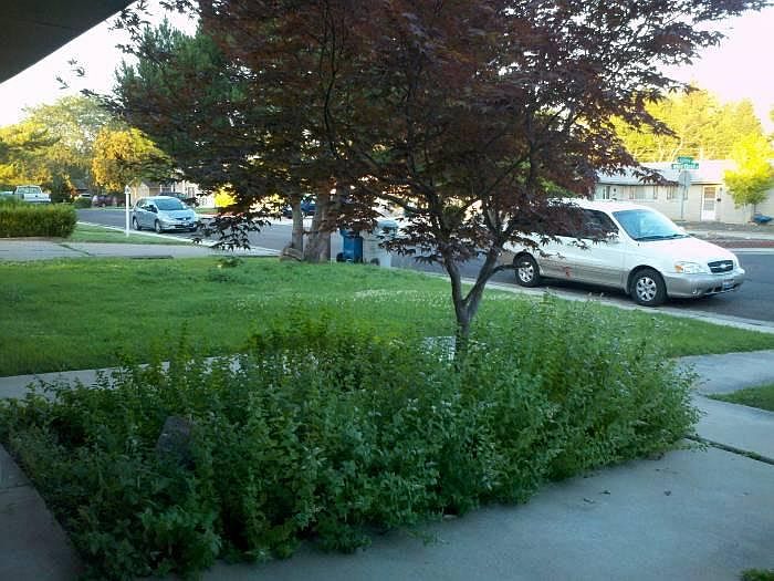 Front Yard