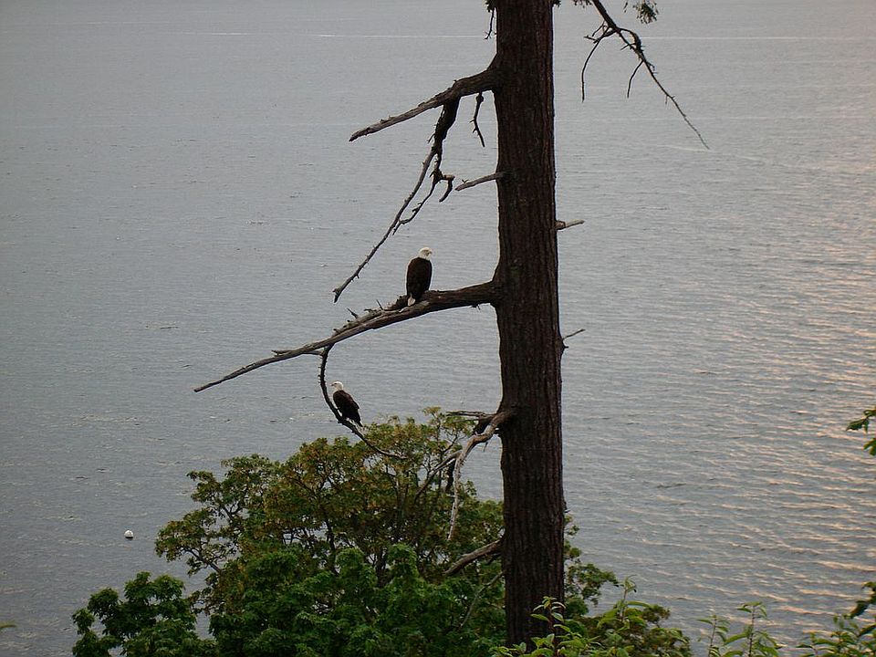 Eagles nest out back window