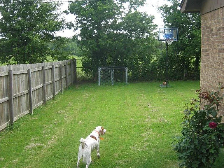 Backyard