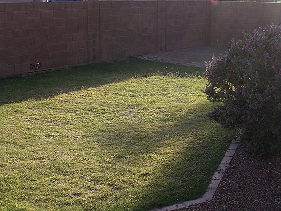Backyard grass