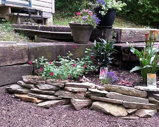 Back yard after