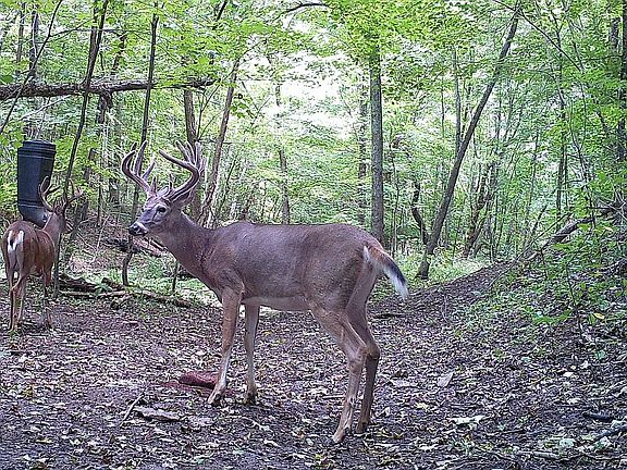 Creek bottom wildlife