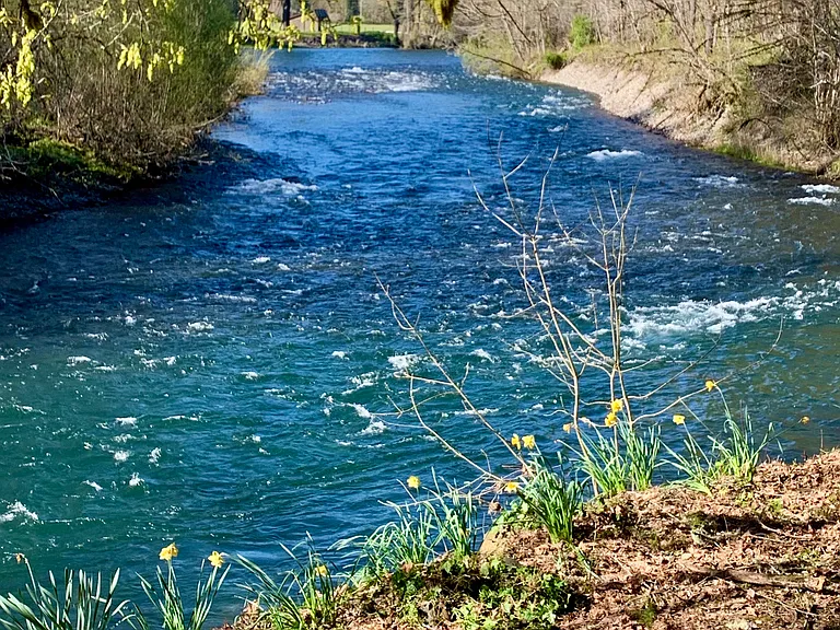 The river confluence in spring