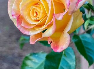 103 Moss Cir, Conway, SC 29526