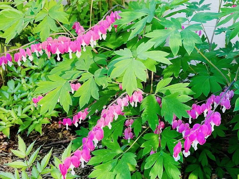 Bleeding Heart Growing at the flowerbed nearthe Laundry Room Window (North Side)