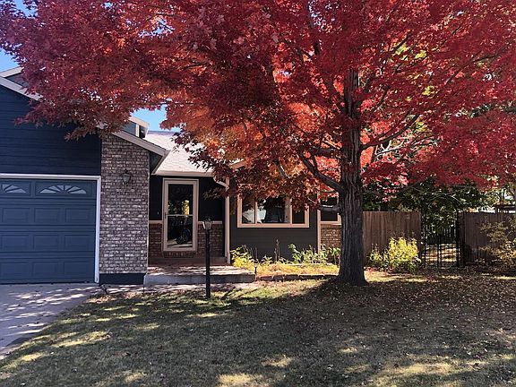 Japanese Maple in Fall