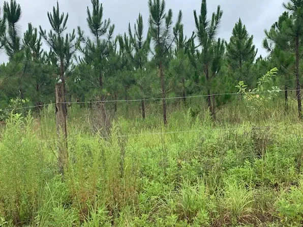 2532 NW 49th Trl, Jasper, FL 32052