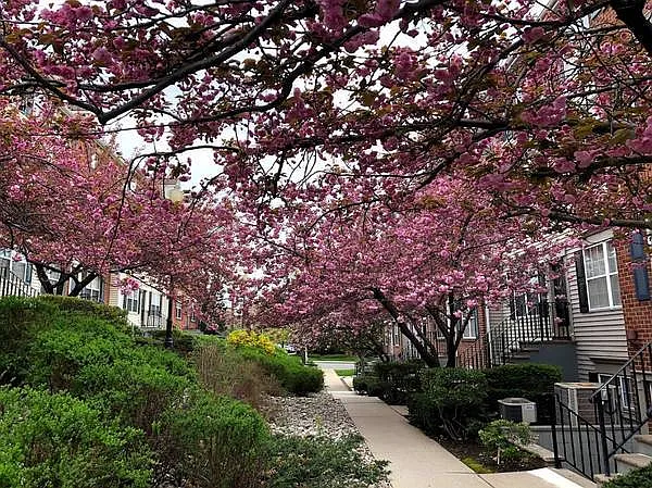 Society Hill - Tripl... — Photo 4