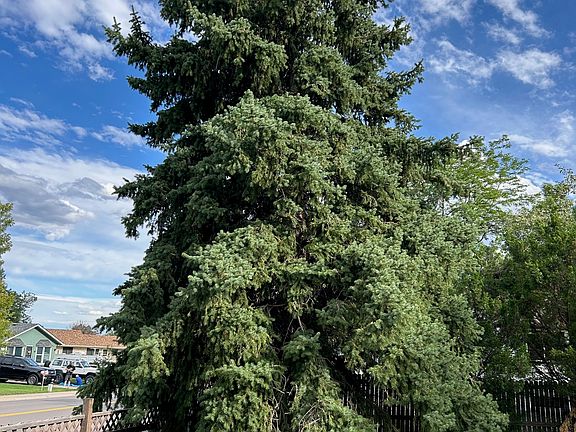 Christmas tree in backyard