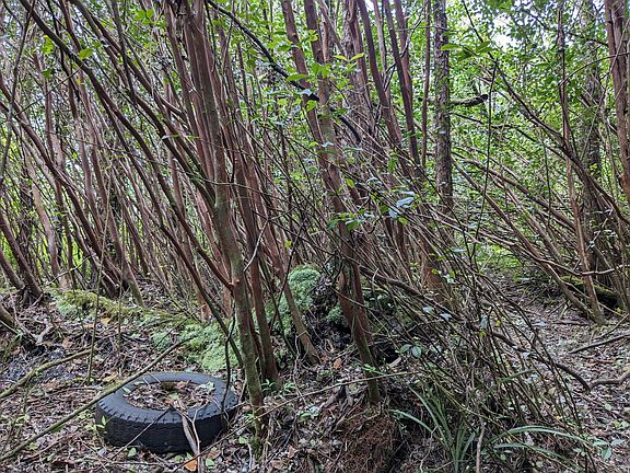 3rd image of Iolani St Lot 192
