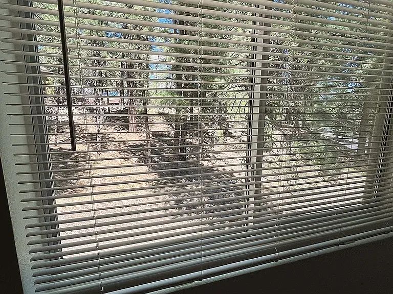 forest view from upstairs bedroom