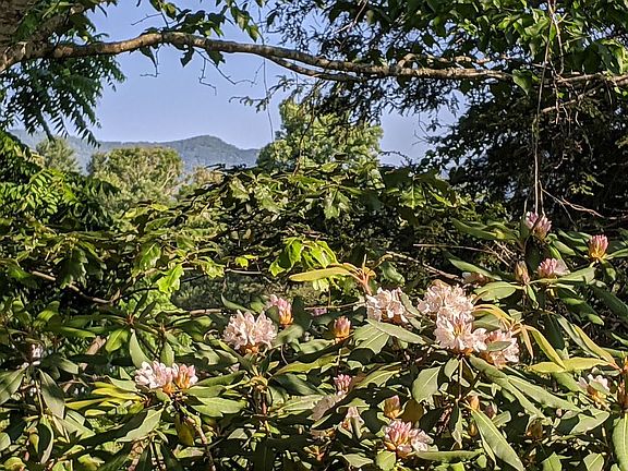View from Back Porch