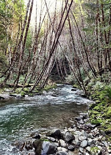 1st image of 123 Acre Mettan Creek None