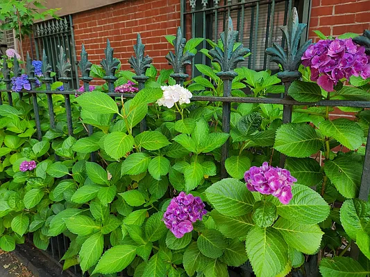 Rented by Brooklyn Heights Real Estate Inc | media 16