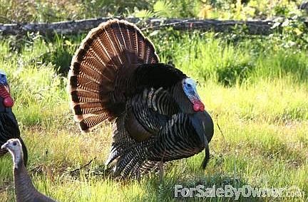 Turkey and deer arrive at sunrise/sunset