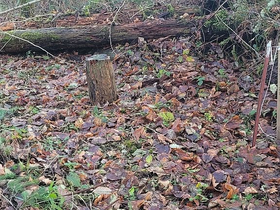 4th image of 35750 Military Road S