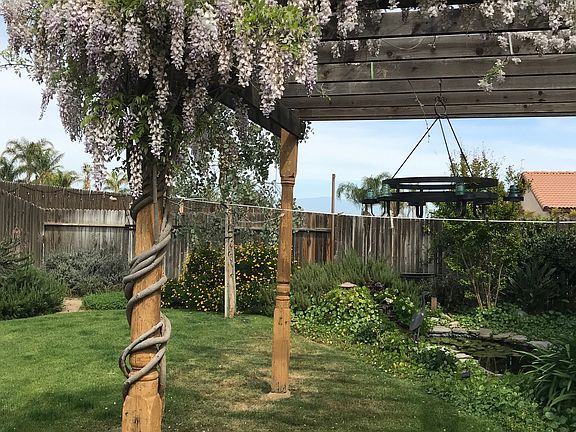 Pergola and Wisteria