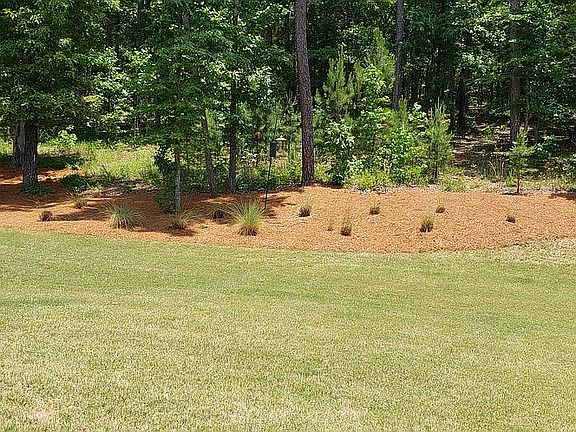 Back yard