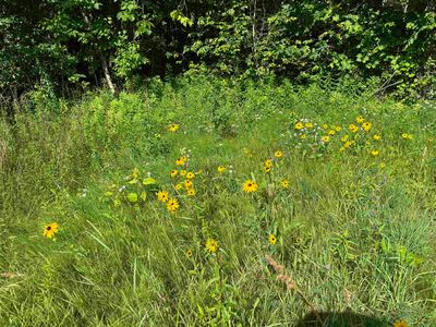 TBD Holman Road, Salisbury, VT, 05769