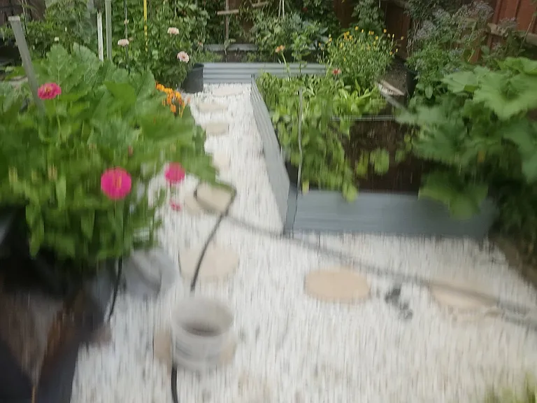 More Vegetables