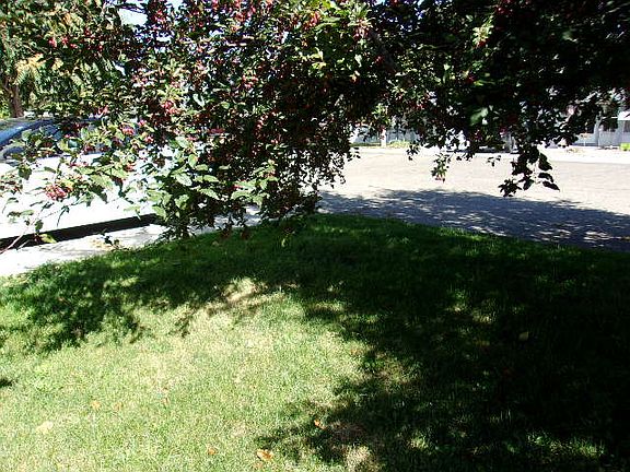 Front yard