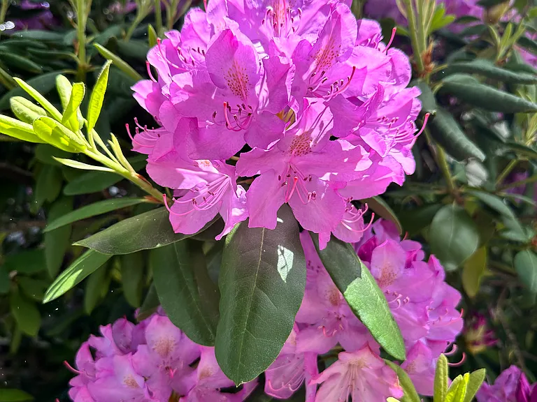 beautiful rhododendron outside
