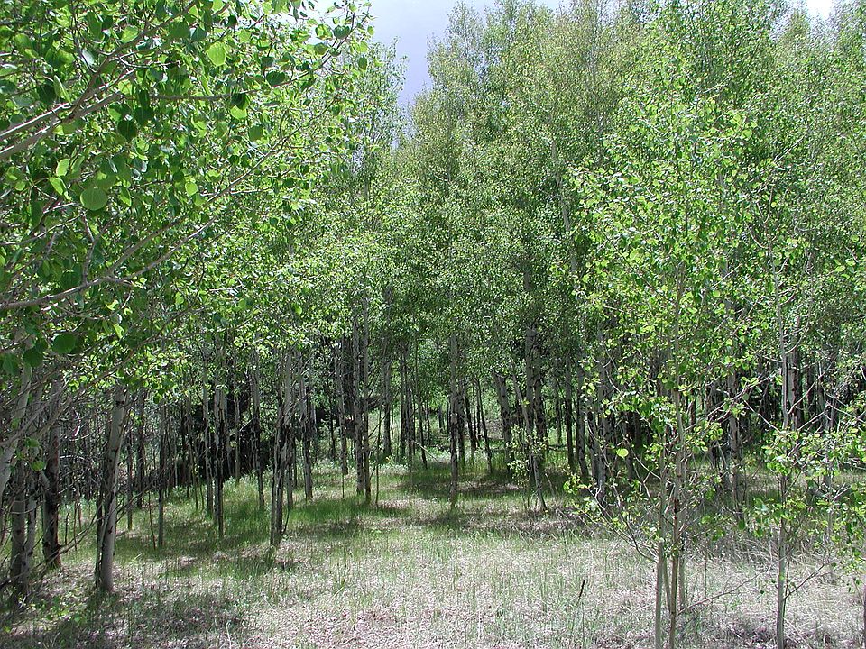 Back of lot with stream