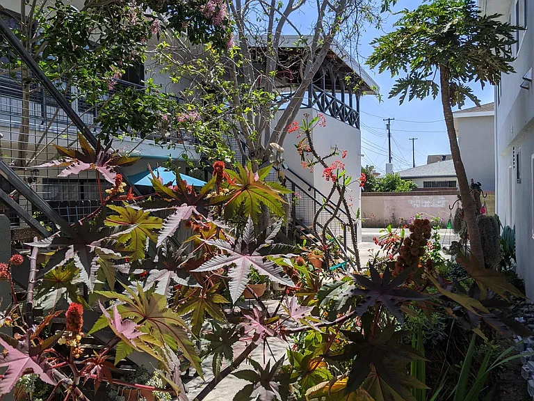 Plants
